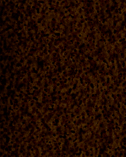 The Dewy Day Recarga